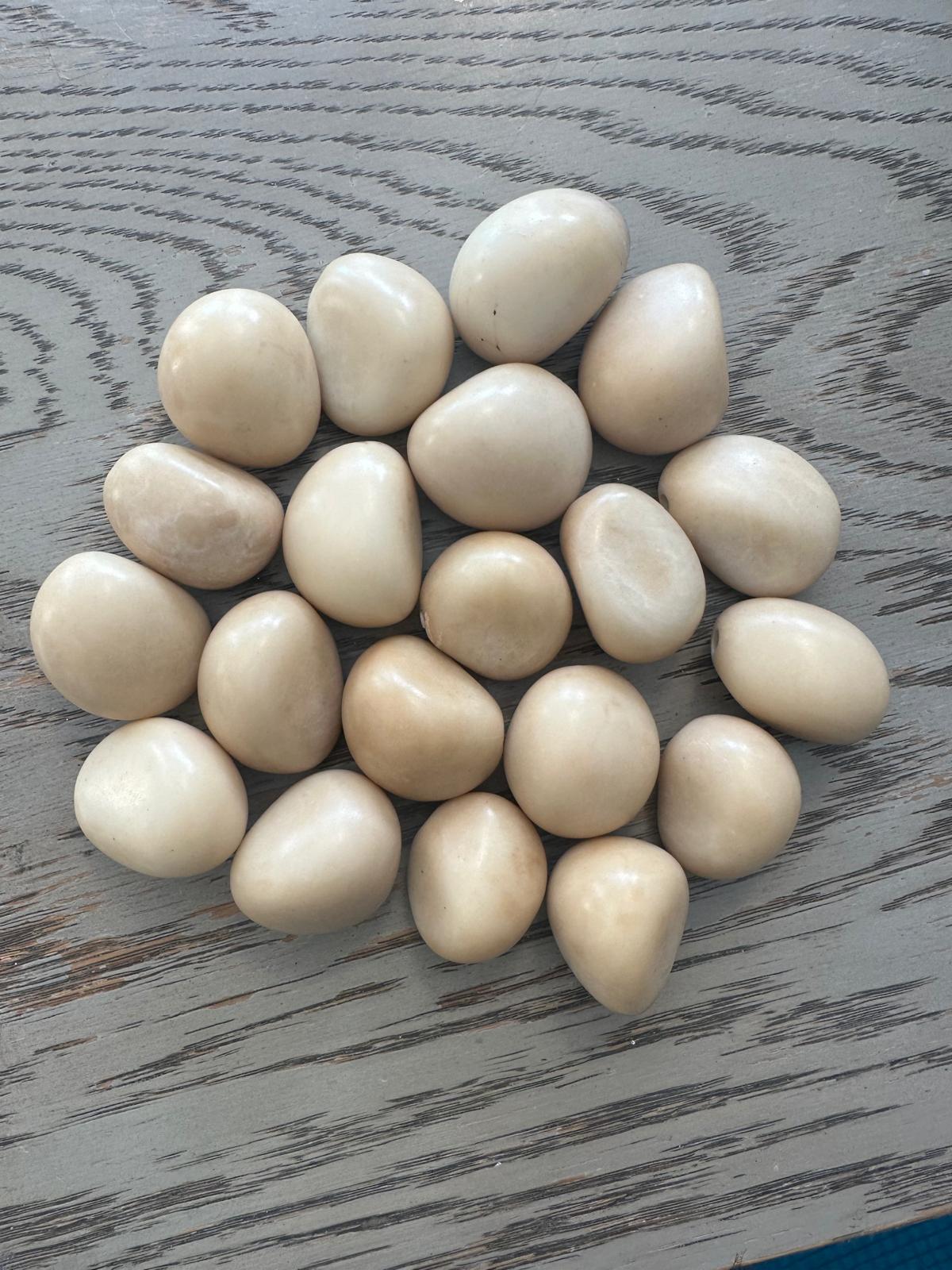 Tagua Nut Whole Uncut Polished 25 pcs Size 3X2.5 cm. approx. Peeled Polished & Undrilled Seed Beads