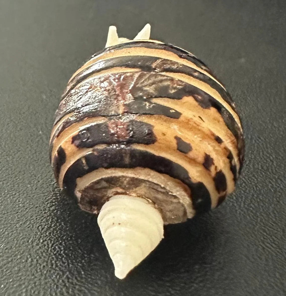 Tagua Decorative. Armadillo Mini Figure
