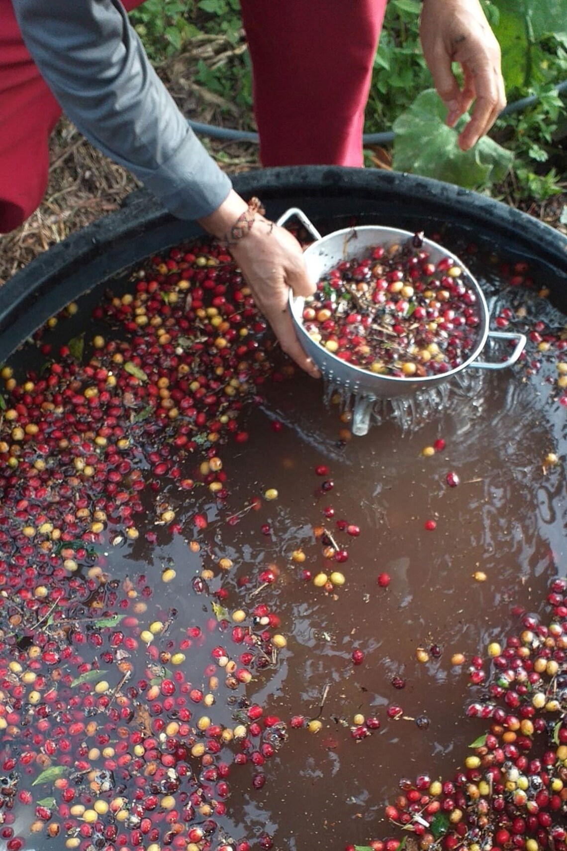 Colombian Organic Coffee. ZEY ZEY Premium Coffee.