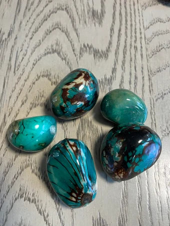 Tagua Whole Nut. 5 turquoise Pieces