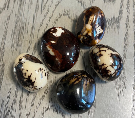 Tagua Whole Nut. 6 Beige and Brown Pieces