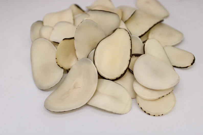 Tagua Chip Slices Beads. 20 Beige Pieces.