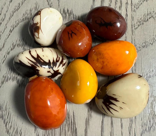 Tagua Whole Nut. 8 Multicolored Pieces