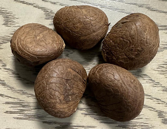 Tagua Whole Nut. 5 Brown Pieces