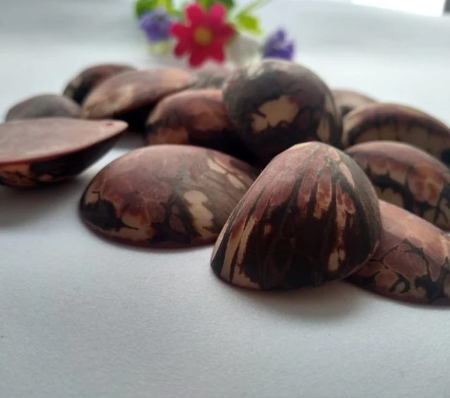 Brown Tagua Oval Beads. Natural Seed from Colombia Rainforest. 15 Beads 4 x 3.cm. Top Drilled. Natural Jewelry Making. Free Shipping R.1034