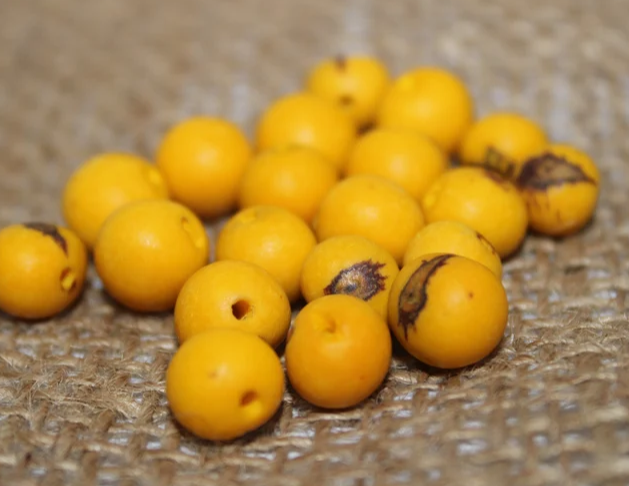 Yellow beads Acai seeds from the Colombian Amazonian palm. Size: 1x1cm. Hole size 1mm approx. natural accounts. Pack of 200 beads.
