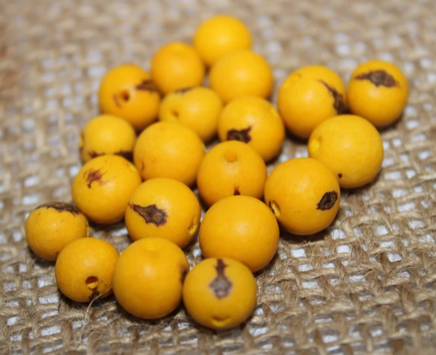 Yellow beads Acai seeds from the Colombian Amazonian palm. Size: 1x1cm. Hole size 1mm approx. natural accounts. Pack of 200 beads.