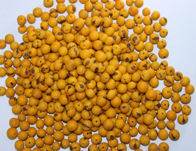 Yellow beads Acai seeds from the Colombian Amazonian palm. Size: 1x1cm. Hole size 1mm approx. natural accounts. Pack of 200 beads.