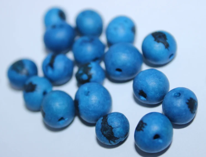 Cobalt Blue beads Acai seeds from the Colombian Amazonian palm. Size: 1x1cm. Hole size 1mm approx. natural accounts. Pack of 200 beads.