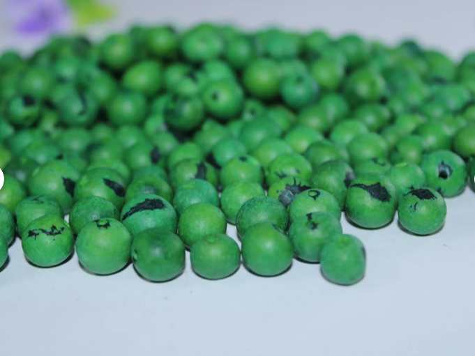 Green beads Acai seeds from the Colombian Amazonian palm. Size: 1x1cm. Hole size 1mm approx. natural accounts. Pack of 200 beads.