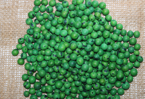 Green Beads Acai Seeds from the Colombian Amazonian Palm. Size: 1x1cm. Hole Size 1mm Approx. Natural Accounts. Pack of 200 Beads. TAGreen01