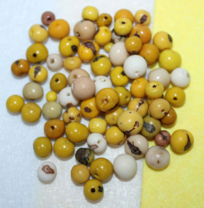 Yellow and Beige Beads Acai Seeds. Size: 6 x 6 mm. Hole Size 1mm Approx Natural Accounts Pack of 200 Beads. TATwocolors01