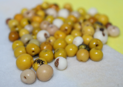 Yellow and Beige Beads Acai Seeds. Size: 6 x 6 mm. Hole Size 1mm Approx Natural Accounts Pack of 200 Beads. TATwocolors01