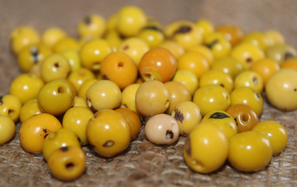 Yellow and Beige Beads Acai Seeds. Size: 6 x 6 mm. Hole Size 1mm Approx Natural Accounts Pack of 200 Beads. TATwocolors01