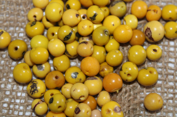 Yellow and Beige Beads Acai Seeds. Size: 6 x 6 mm. Hole Size 1mm Approx Natural Accounts Pack of 200 Beads. TATwocolors01