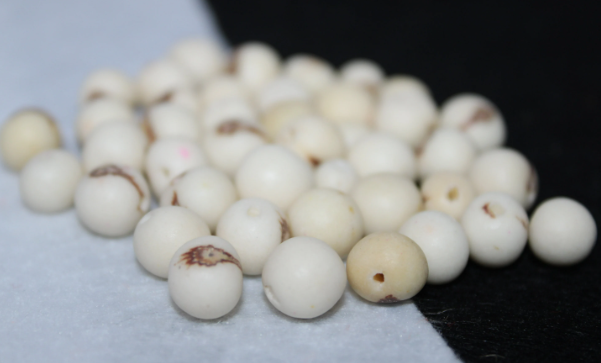 White Beads Acai Seeds from the Colombian Amazonian Palm. Size: 1x1cm. Hole Size 1mm Approx. Natural Accounts. Pack of 200 Beads. TAWhite01