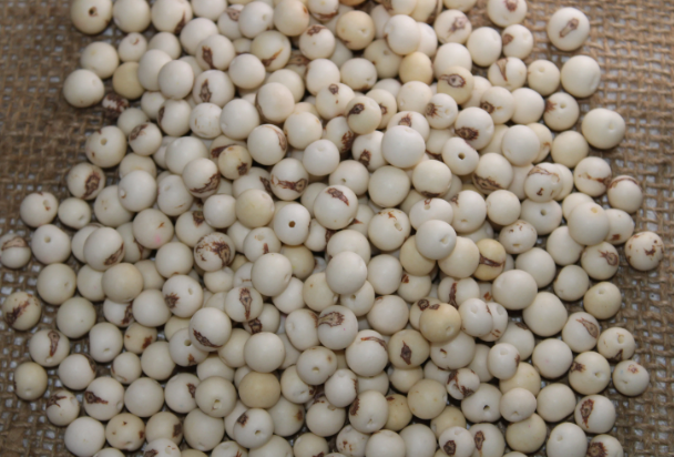 White Beads Acai Seeds from the Colombian Amazonian Palm. Size: 1x1cm. Hole Size 1mm Approx. Natural Accounts. Pack of 200 Beads. TAWhite01