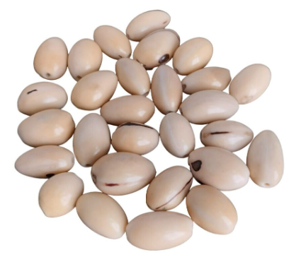 Beige Beads Made of camajuro Seeds from Colombia. Size: 2.5x1.5 cm. Approx. Pack of 80 Natural Beads. Vertical Top Drilled. TCBeige02