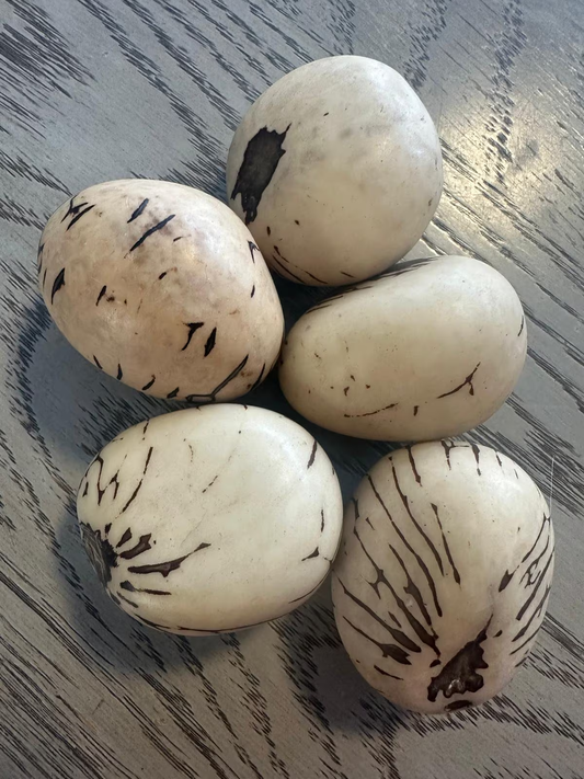 Tagua Nut XL Size Whole Uncut Raw 5 Nuts Vegetable Ivory Big Size 5x4 cm. Undrilled. Woodwork Jewelry Making. TWBeige02D-U