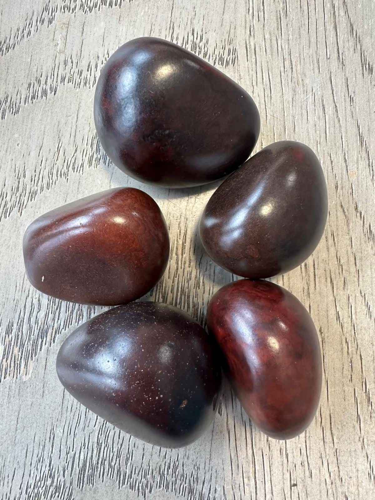 Seed Beads Whole 5 Tagua Nuts Brown Polished Natural Shine Medium: 3x2.5cm. approx. Top Drilled. TWBrown04D-U