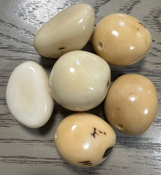 Tagua Whole Nut Glossy Shiny Resin Coated Bead 6 pcs 5x2.5 cm approx Top Drilled. TWMixcolors05D