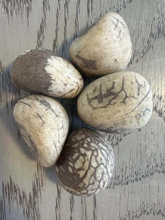 Tagua Nut Whole Seed Beads Uncut Raw 5 Pcs Vegetable Ivory Nut. Tagua Medium Size: 40x30 mm / 1.4x1.1 inch. Undrilled. TWNatural01U-D