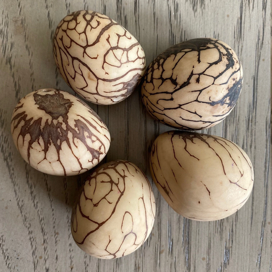 Tagua Nut XL Size Whole Uncut Raw 5 Nuts Vegetable Ivory Big Size 5x4 cm. approx. Undrilled. TWNatural02D-U