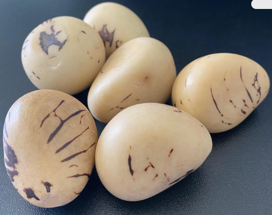 Tagua Nut Whole Seed Beads. Polished Nut. 6 Vegetable Ivory Nuts from Colombia. 6 Pcs. Size: 2x1.5 inches Approx. Undrilled. TWBeige01U