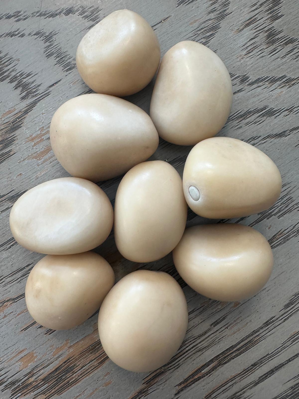 Tagua Nut Whole Uncut Polished 25 pcs Size 3X2.5 cm. approx. Peeled Polished & Undrilled Seed Beads