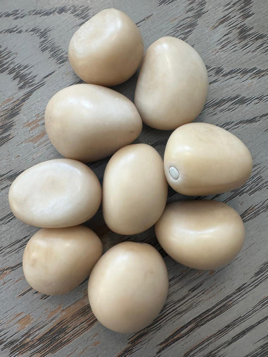 Tagua Nut Whole Uncut Polished 25 pcs Size 3X2.5 cm. approx. Peeled Polished & Undrilled Seed Beads