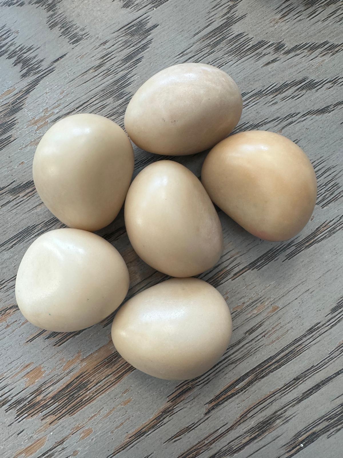 Tagua Nut Whole Uncut Polished 25 pcs Size 3X2.5 cm. approx. Peeled Polished & Undrilled Seed Beads