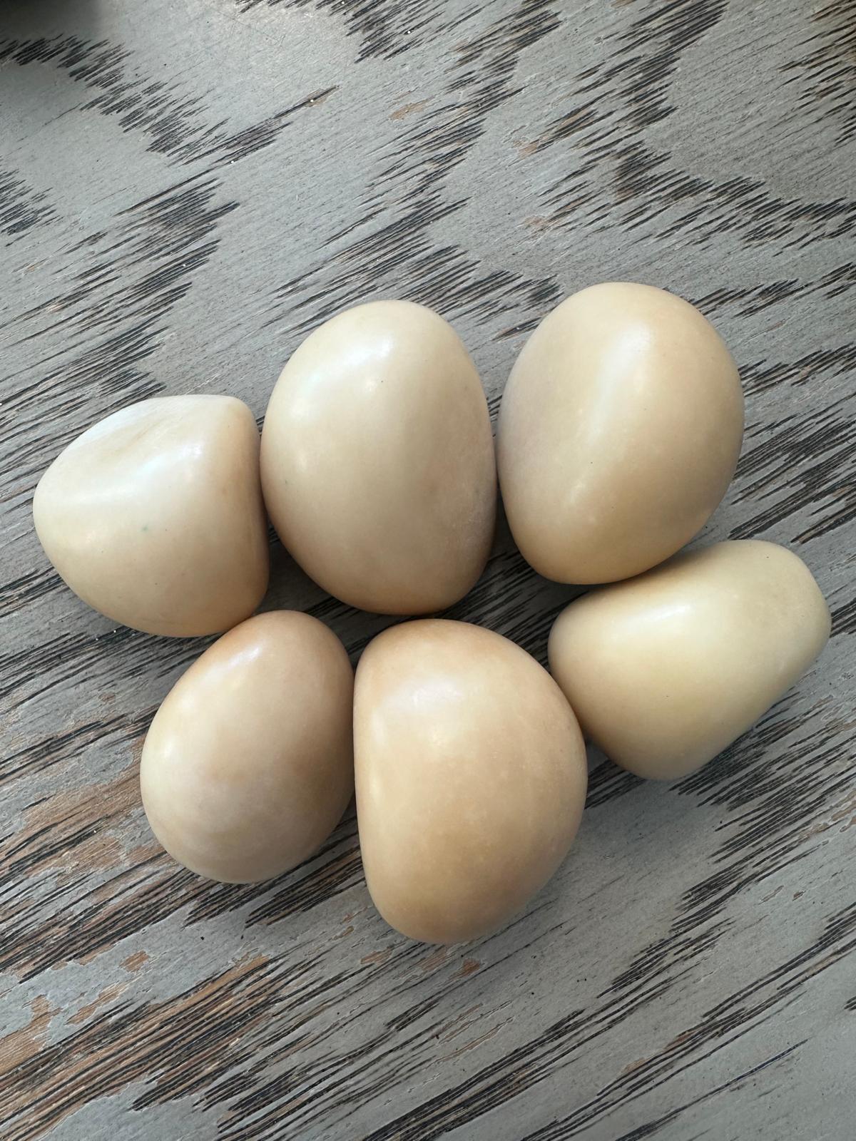 Tagua Nut Whole Uncut Polished 25 pcs Size 3X2.5 cm. approx. Peeled Polished & Undrilled Seed Beads