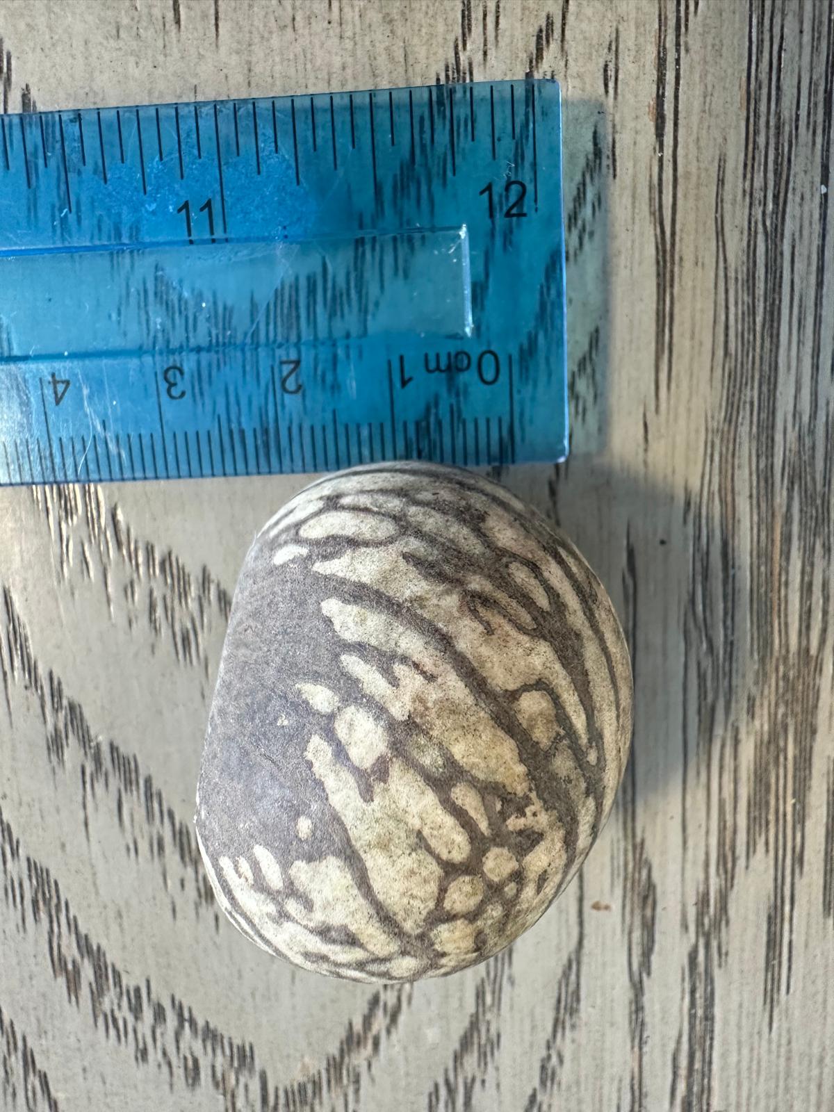 Tagua Nut Whole Uncut Raw 25 pcs Medium Size 3.5X2.5 cm. approx. Peeled Undrilled Not shiny