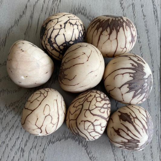Tagua Whole Nut. 6 Beige Pieces.