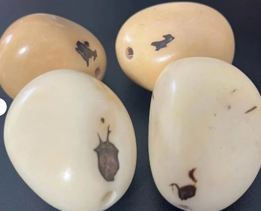 Tagua Whole Nut Polished Vegetable Ivory Nut from Colombia 100 Pieces. Small Size: 3x2.5 cm. approx. Vertically Top Drilled Carving Woodwork