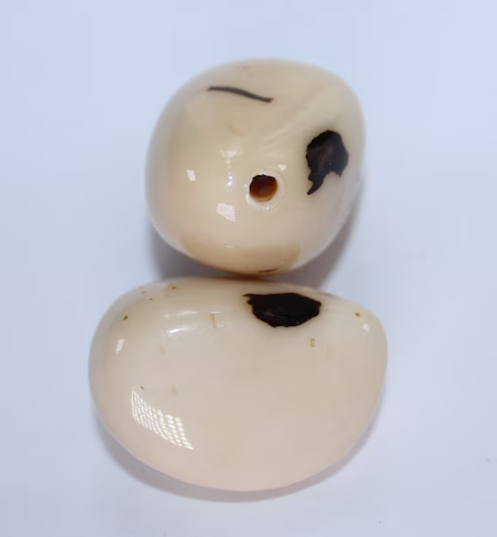 Tagua Whole Nut Tagua Covered with Eco-Resin. 5 Pieces. Small Size: 35 x 25 mm. approx. Top Drilled. Sustainable Jewelry making supplies