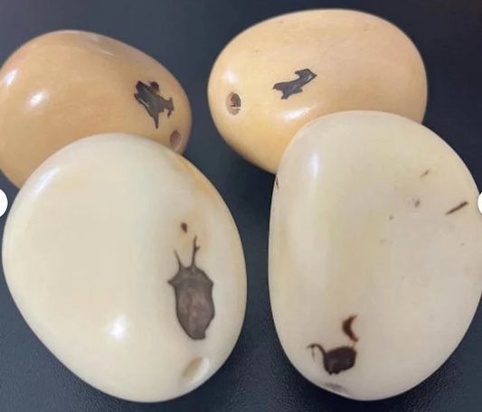 Tagua Seed Polished Nut Vegetable Ivory Nut from Colombia 6 Pcs. Size: 2x1.5 inches approx. Drilled or Undrilled Carving Woodwork Seed Beads