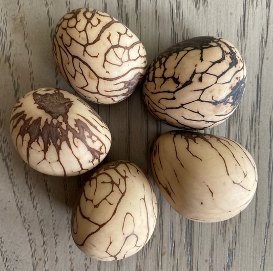 Tagua Nut Mediumn Size Whole Uncut Raw 5 Nuts Vegetable Ivory Big Size 3x2 cm. approx. Woodwork Jewelry Making Carving Fair Trade Seed Beads